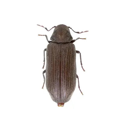 identification insecte en ligne : photo de vrillette