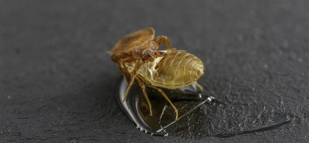 mue exuvie punaise de lit carapace translucide abandonée