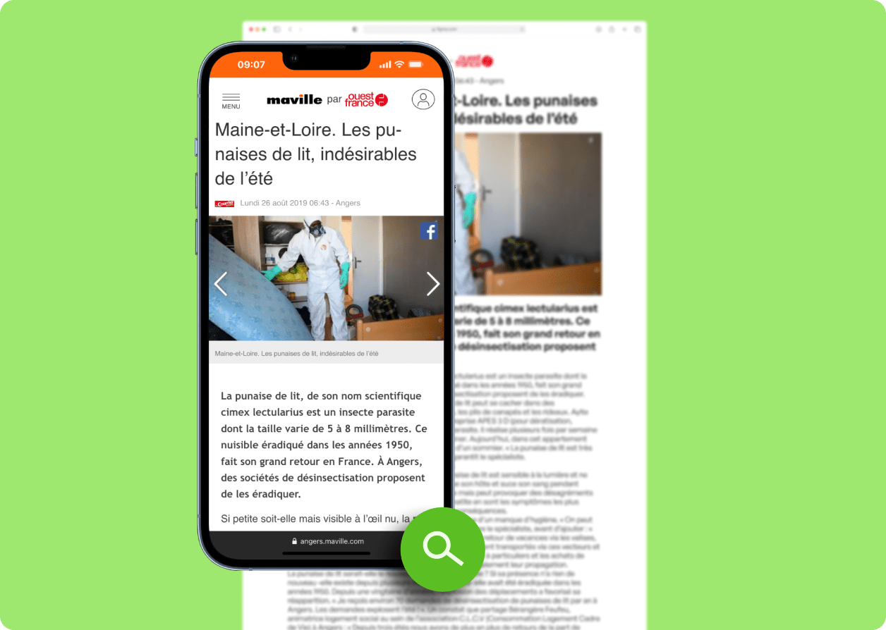 punaise de lit angers