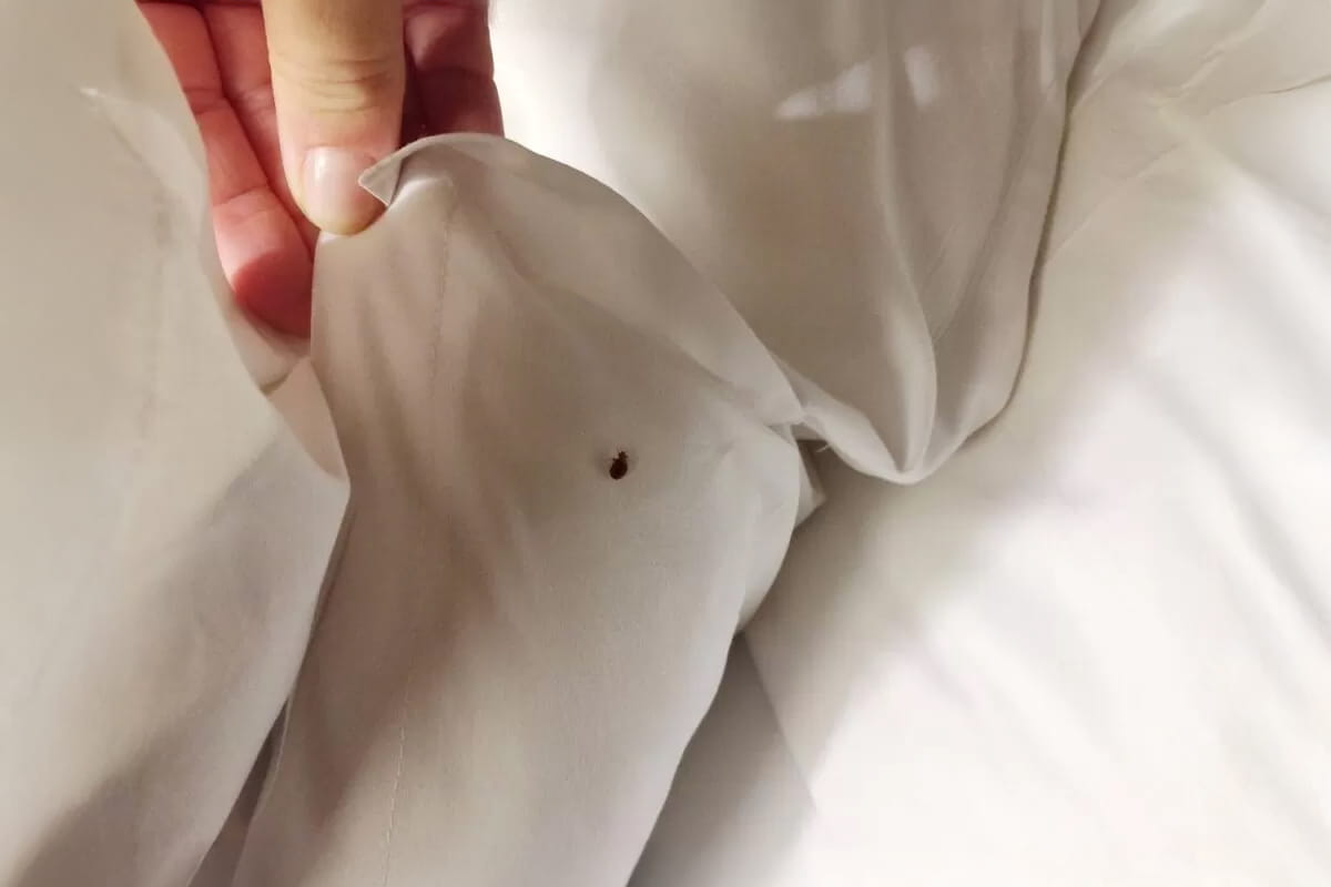punaises de lit insecticide